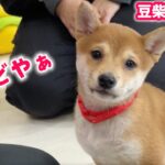 【豆柴犬】子犬ちゃんのしつけ特訓&アイドル犬シズちゃん、あの日から1年…。【子犬と癒し】まめしば亭ブログvlog