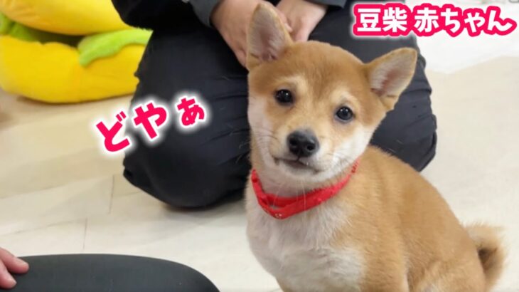 【豆柴犬】子犬ちゃんのしつけ特訓&アイドル犬シズちゃん、あの日から1年…。【子犬と癒し】まめしば亭ブログvlog