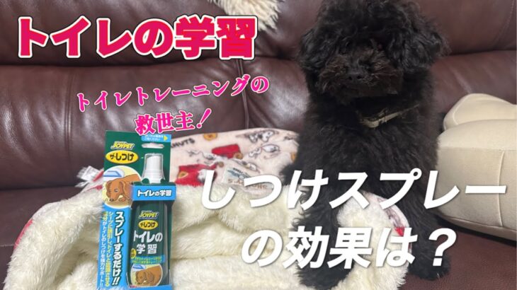 【子犬 トイレトレーニング】生後4ヶ月のトイプードルモコに「トイレの学習」しつけスプレー試してみたら驚きだった！