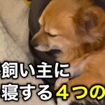 犬が飼い主に添い寝する4つの理由