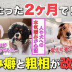 【しつけ指導実績】人や犬に本気噛みしていた5ヶ月子犬が激変しました！