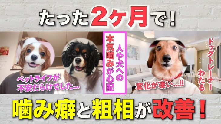 【しつけ指導実績】人や犬に本気噛みしていた5ヶ月子犬が激変しました！