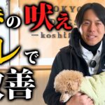 犬の散歩の吠えを改善する裏技しつけ法5選【ドッグトレーナー解説】