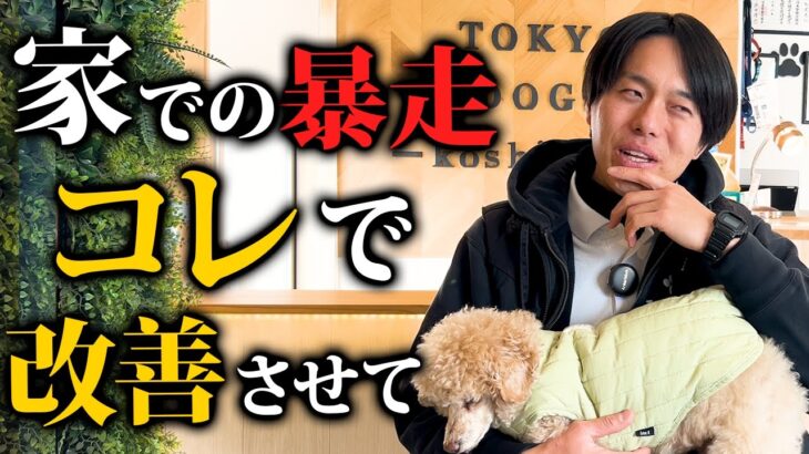 【犬しつけ】愛犬の家での暴走、興奮…理由と改善のコツ5選