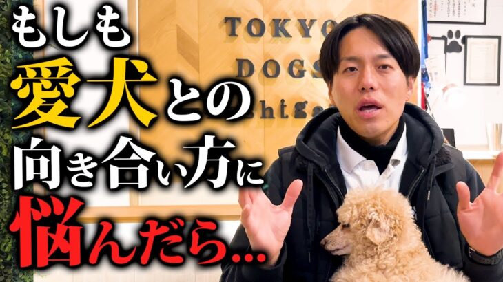 愛犬との向き合い方やしつけで悩んだことがある人へ。改善のコツ5選