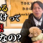 褒める犬のしつけをする際のメリットと注意点5選