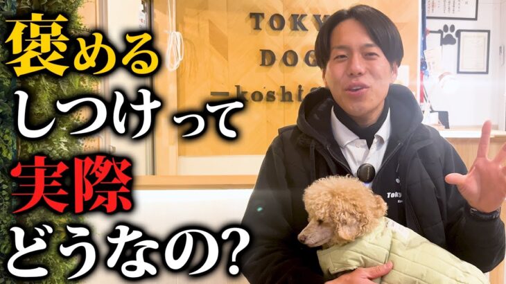 褒める犬のしつけをする際のメリットと注意点5選