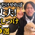 いくつできてる？犬の基本しつけ5選！ドッグトレーナー解説