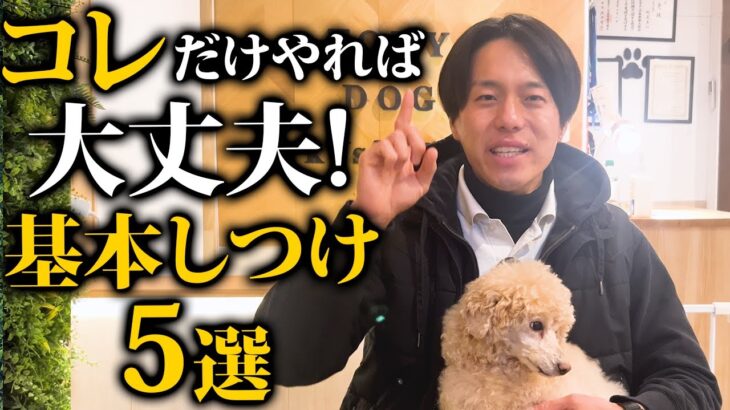 いくつできてる？犬の基本しつけ5選！ドッグトレーナー解説