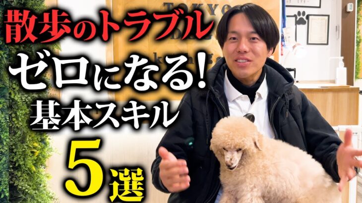 知らないとヤバい…愛犬の散歩のトラブルをゼロにする！基本しつけ5選