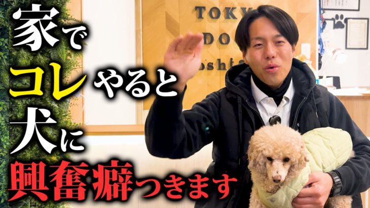 犬に興奮癖がつきやすい飼い主の特徴6選【ドッグトレーナー解説】