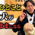 犬がわがままになる飼い主の言動6選【ドッグトレーナー解説】