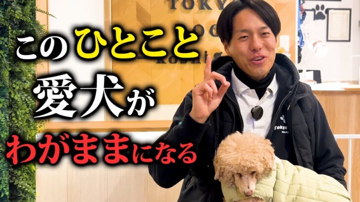 犬がわがままになる飼い主の言動6選【ドッグトレーナー解説】