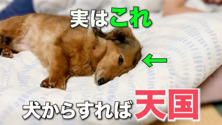 犬が心から嬉しいと感じる飼い主さんの行動7選【完全版】