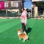 【CD I】ミックス犬ポンくん 訓練試験に挑戦しました！