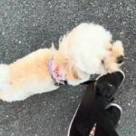 MIX犬の”もこちゃん”と散歩トレーニング！