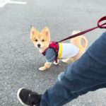 MIX犬の”コタロウくん”と”散歩トレーニング”！