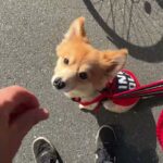 MIX犬の”コタロウくん”と散歩トレーニング！