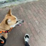 MIX犬の”さぬきくん”と散歩トレーニング！