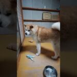 秋田犬にお座りを言うも青色の人形と同じ目になる【No.030】 #秋田犬 #しつけ