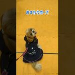 しつけ教室に参加〜Pet博 横浜②〜 #シーズー #shihtzu #dog #犬 #shorts