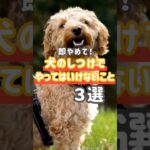 愛犬との信頼関係を壊すとしつけも覚えてくれません😢やってはいけない方法をチェック！Petipleではペットのきもちやしつけに役立つ情報を発信しています📢#犬のいる暮らし#犬の豆知識#犬初心者