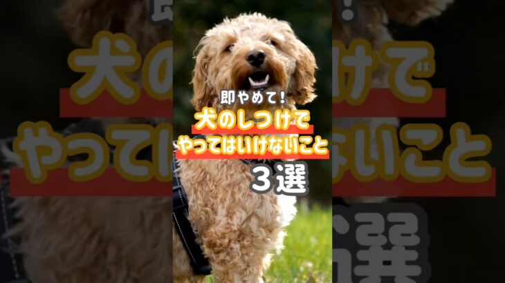 愛犬との信頼関係を壊すとしつけも覚えてくれません😢やってはいけない方法をチェック！Petipleではペットのきもちやしつけに役立つ情報を発信しています📢#犬のいる暮らし#犬の豆知識#犬初心者