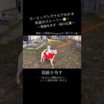 【１分でわかる】カーミングシグナルでわかる犬の会話【犬の気持ち】 #Shorts #犬のしつけ #犬同士の会話