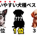 【犬の雑学】初心者が絶対に失敗しない犬種ランキングTOP5！アパート暮らしでも大丈夫