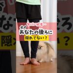 愛犬があなたの後ろに隠れてない？#犬のいる暮らし #dog #犬のしつけ