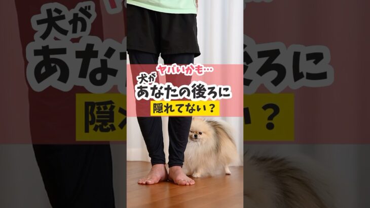 愛犬があなたの後ろに隠れてない？#犬のいる暮らし #dog #犬のしつけ