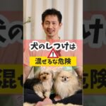 犬のしつけ、都合よくいいとこ取りしてないですか？#犬のいる暮らし #dog #犬のしつけ