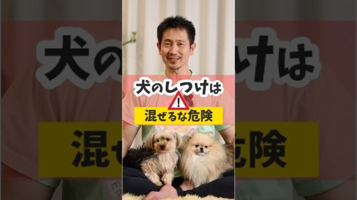 犬のしつけ、都合よくいいとこ取りしてないですか？#犬のいる暮らし #dog #犬のしつけ