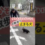 お散歩で止まっちゃう犬は、まずコレやって！#犬のいる暮らし #犬のしつけ #dog