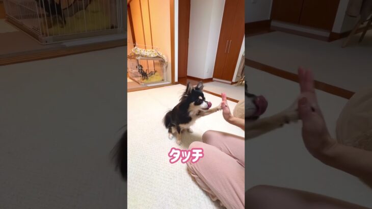 チワワのノア君、しつけルーティン♡ #犬 #チワワ #可愛い #dog #犬のいる暮らし #chihuahua #チワックス #ダックス #dachshund