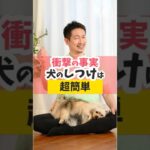 犬のしつけが劇的に簡単になる秘密の方法とは？ #犬のいる暮らし #dog #shorts