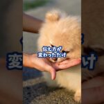 間違うとヤバい！犬のしつけの一貫性ってどういうこと？#犬のいる暮らし #dog #shorts