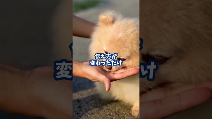 間違うとヤバい！犬のしつけの一貫性ってどういうこと？#犬のいる暮らし #dog #shorts