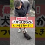 子犬のしつけはこのタイミングで始めよう！#犬のいる暮らし #dog #shorts