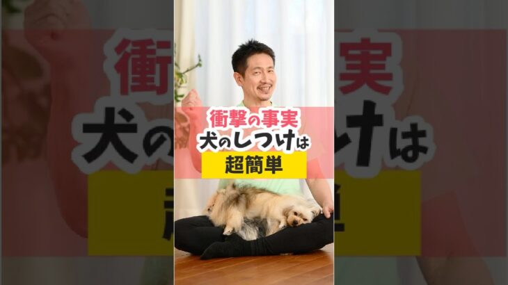 犬のしつけが劇的に簡単になる秘密の方法とは？ #犬のいる暮らし #dog #shorts