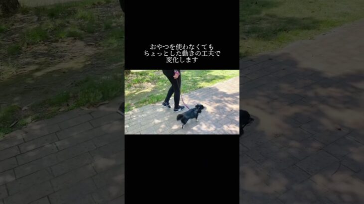 人が引っ張られているだけです #doglibre #ドッグトレーニング #犬のしつけ