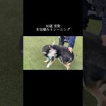 【本気噛み】柴犬トレーニング #doglibre  #ドッグトレーニング #犬のしつけ