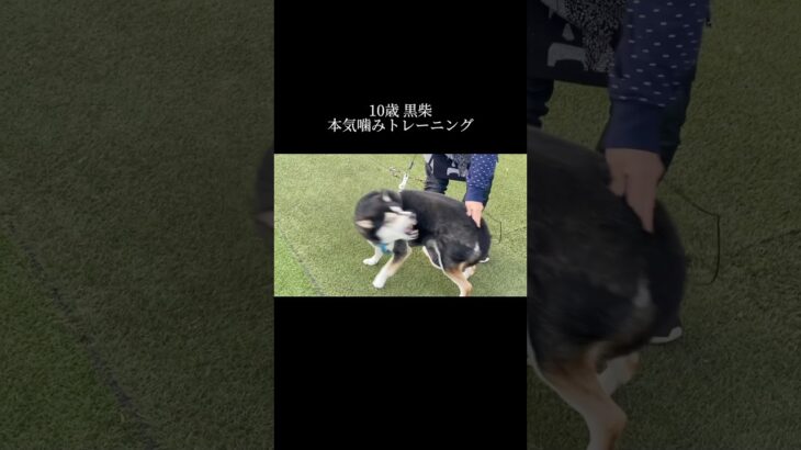 【本気噛み】柴犬トレーニング #doglibre  #ドッグトレーニング #犬のしつけ