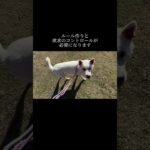 「治す」って言うトレーナー多すぎ。 #doglibre #dogtraining #犬のしつけ