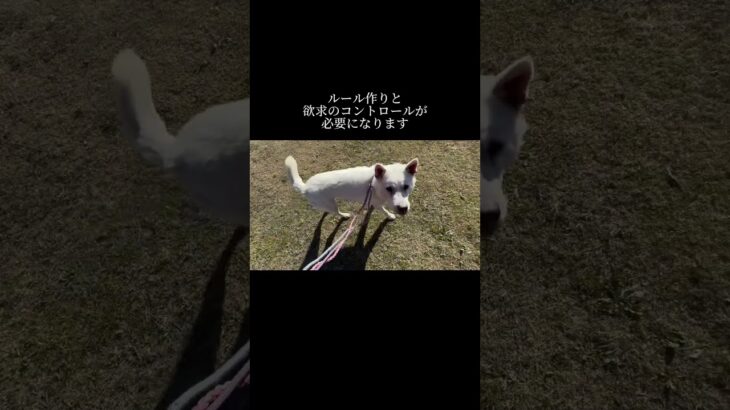 「治す」って言うトレーナー多すぎ。 #doglibre #dogtraining #犬のしつけ