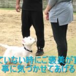 【犬のしつけ】愛犬とどう付き合う！コミュニケーションの取り方を変えればこんなに変わる！！#愛犬 #ドッグトレーニング #ドッグトレーニング大阪 #dogtraining #しつけ