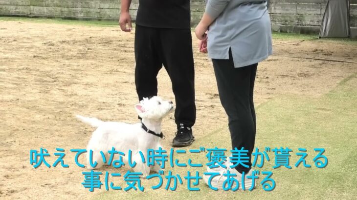 【犬のしつけ】愛犬とどう付き合う！コミュニケーションの取り方を変えればこんなに変わる！！#愛犬 #ドッグトレーニング #ドッグトレーニング大阪 #dogtraining #しつけ