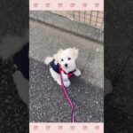 ＃犬のようちえん　＃犬のほいくえん　＃犬お泊りトレーニング　　#子犬しつけ  #しつけ教室 　#mix犬 　＃犬のしつけ　#shorts 　#パピートレーニング