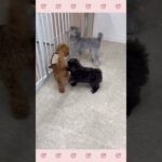 ＃犬のようちえん　＃犬のほいくえん　＃犬お泊りトレーニング　　#子犬しつけ  #しつけ教室 　#mix犬 　＃犬のしつけ　#shorts 　#パピートレーニング