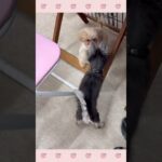 ＃犬のようちえん　＃犬のほいくえん　＃犬お泊りトレーニング　　#子犬しつけ  #しつけ教室 　#mix犬 　＃犬のしつけ　#shorts 　#パピートレーニング